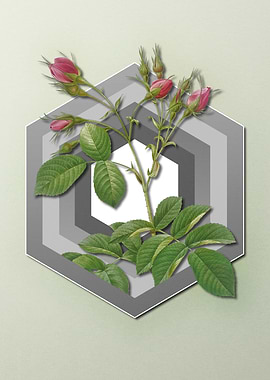 Rose on Geometric Pastel