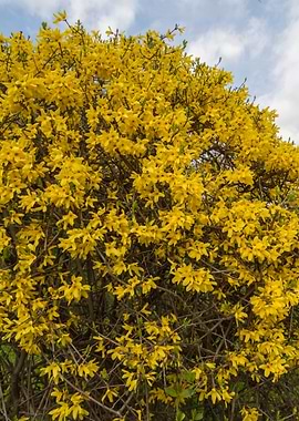 yellow forsythia in spring