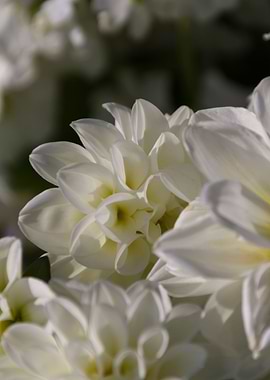 flower in the garden