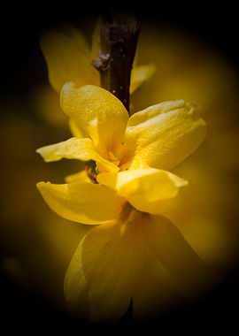 yellow forsythia in spring