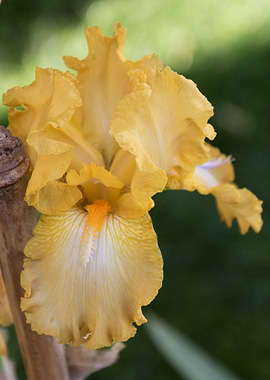 iris gladiolus in bloom in