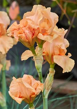 iris gladiolus in bloom