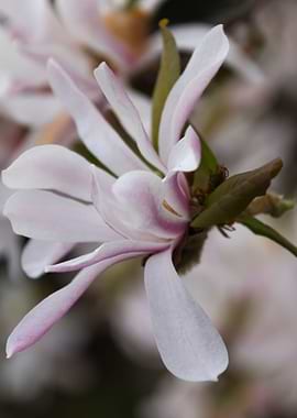 blooming magnolia flowers