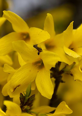 yellow forsythia in spring