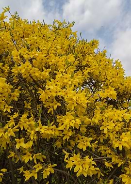 yellow forsythia in spring