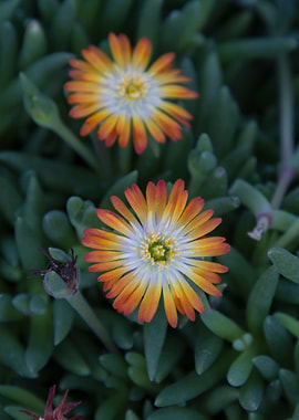 sedum flower