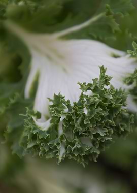 leaves in the garden