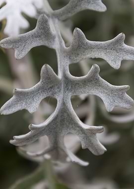 leaves in the garden