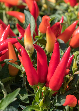 chili pepper for food