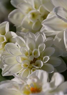 flower in the garden