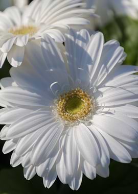 daisies in the garden