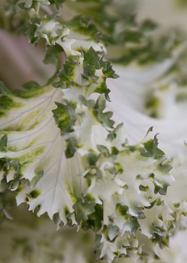 leaves in the garden