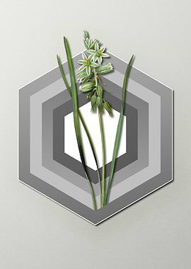 Star Lily On Paper Shield