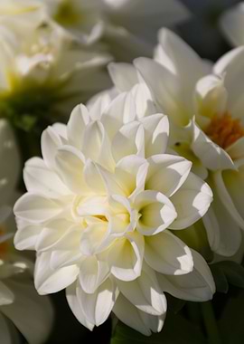 flower in the garden