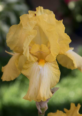 iris gladiolus in bloom in