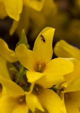 yellow forsythia in spring