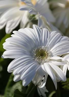 daisies in the garden