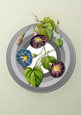 Geometric Morning Glory