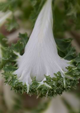 leaves in the garden