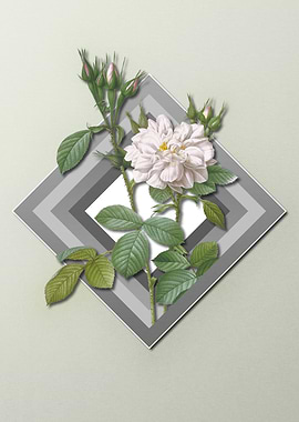 Light Pastel Damask Rose