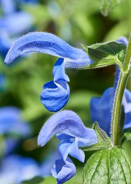 salvia coccinea in bloom