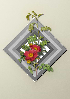 Light Pastel Alpine Rose