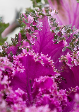 leaves in the garden