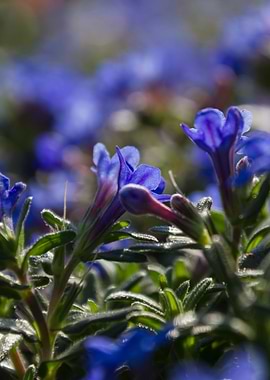 flower in the garden