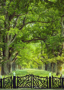 Oak Tree Alley in Summer