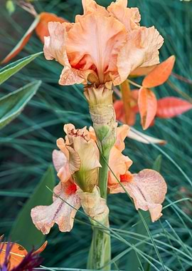 iris gladiolus in bloom