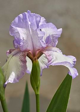 iris gladiolus in bloom