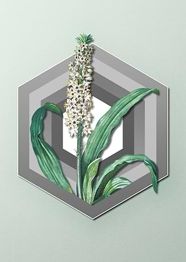Eucomis Geometric Pastel