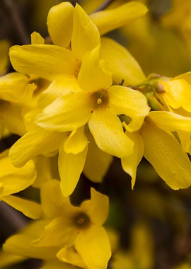 yellow forsythia in spring