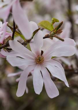 blooming magnolia flowers