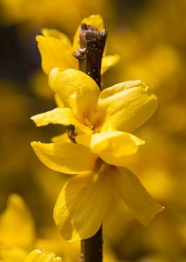 yellow forsythia in spring