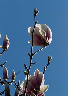 blooming magnolia flowers