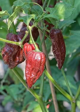 chili pepper for food