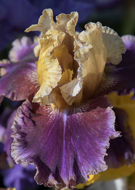 iris gladiolus in bloom in