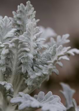 leaves in the garden
