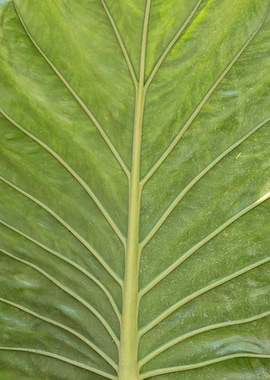 green leaf in summer