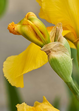 iris gladiolus in bloom