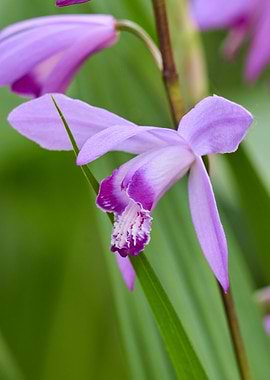 bletilla striata flower
