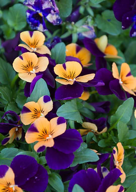 violet in the garden