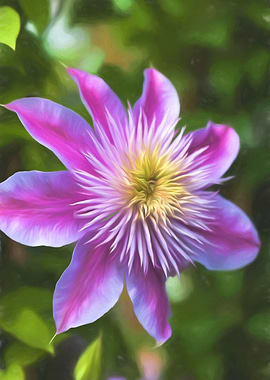clemantis flower in spring
