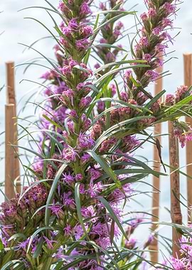 liatris spicata flower