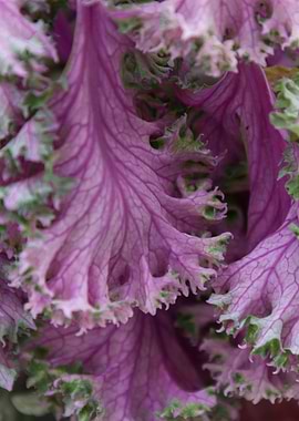 leaves in the garden