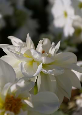 flower in the garden