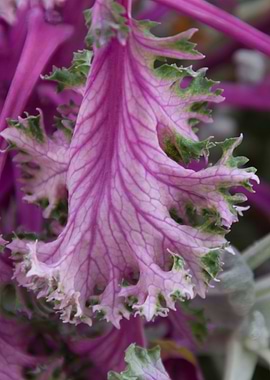 leaves in the garden