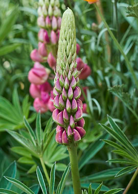 lupinus flower in bloom