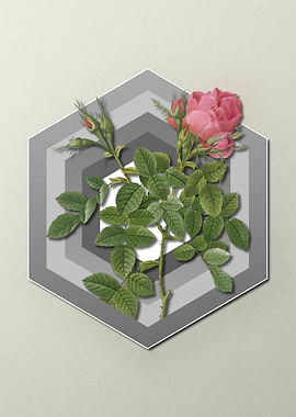 Rose on Geometric Pastel